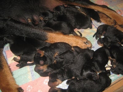 de la Sierra du Cantal - naissance de 13 chiots à la sierra 