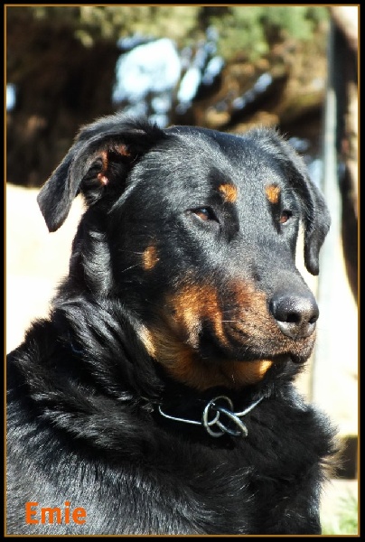Emie de la Sierra du Cantal