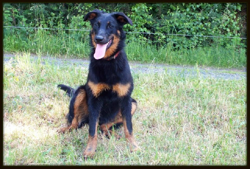 Jalineka de la Sierra du Cantal