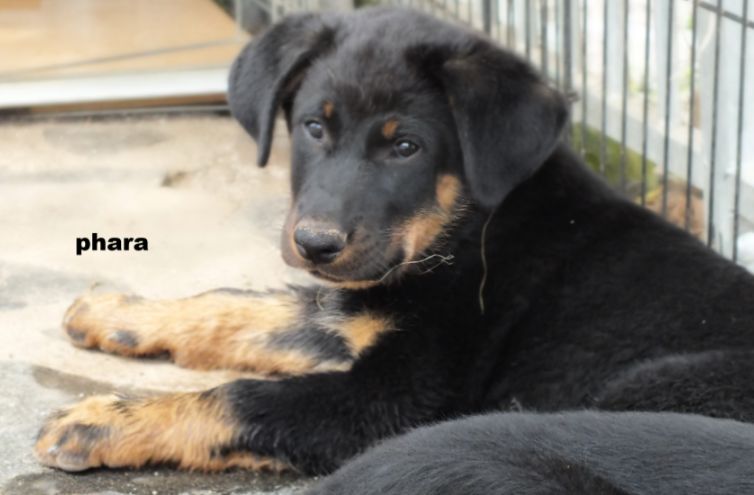 de la Sierra du Cantal - Chiots disponibles - Berger de Beauce